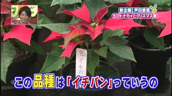芦田愛菜ちゃん【天才!志村動物園】に登場!イチバンと言う品種