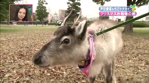 芦田愛菜ちゃん【天才!志村動物園】に登場!第2章、今回ホーリーの角かりんとう卒業