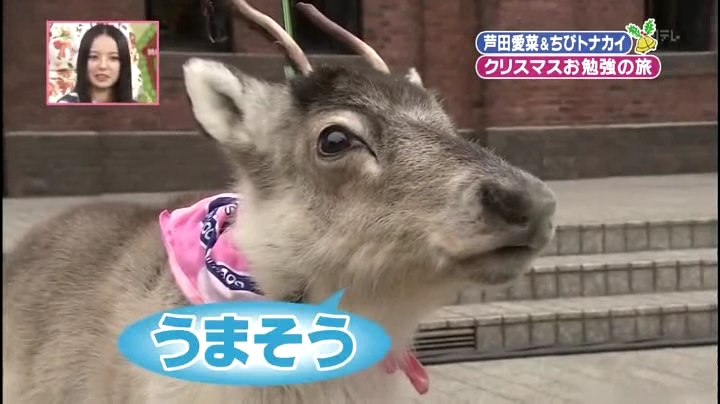 芦田愛菜ちゃん【天才!志村動物園】に登場!第3章、クリスマスツリーにホーリー「美味そう」