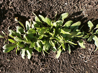 P118.jpg