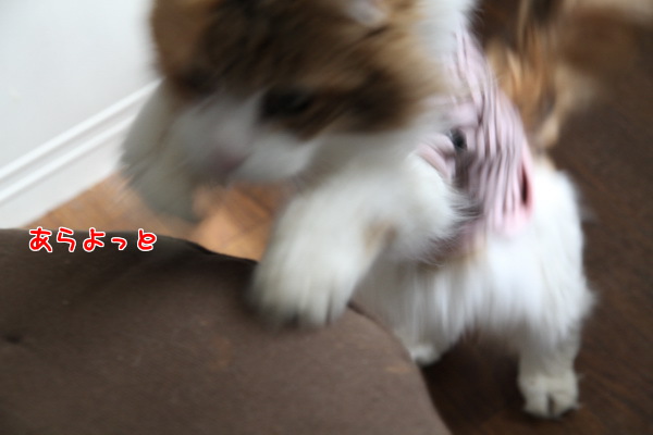あらよ
