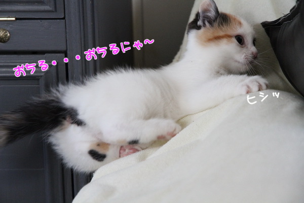ひし