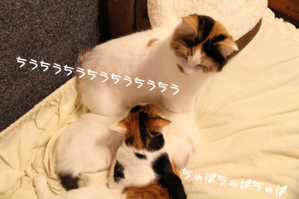 ちうちう