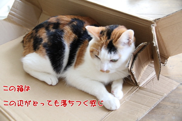 このはこ
