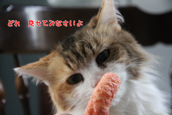 どれ 見せてみなさいよ