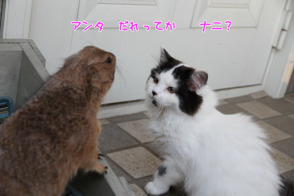 アンタ だれ?