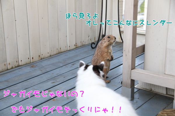 ジャガイモじゃないの?