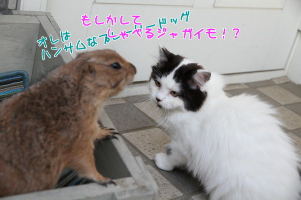 もしかして しゃべる