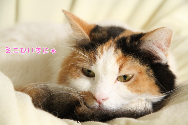 えこひいきにゃ