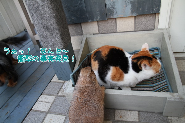 うぉ