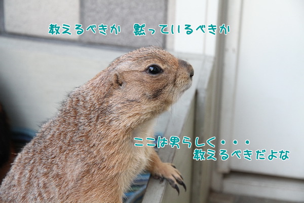 教えるべきか