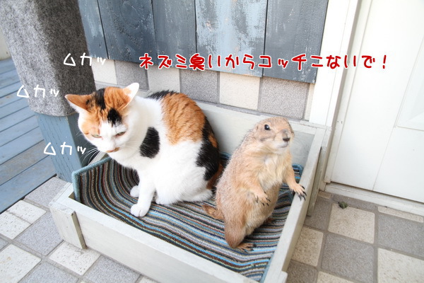 ネズミ臭い