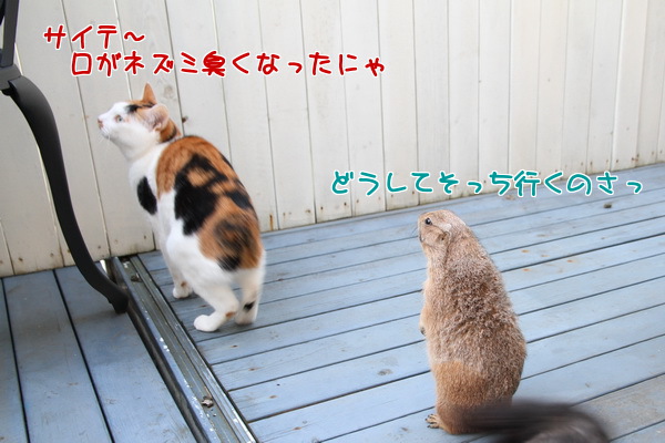 サイテー