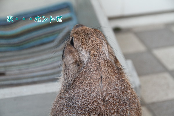 ホントだ