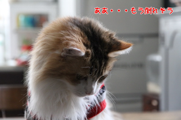 ああもう