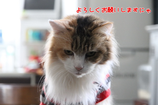 よろしく