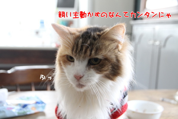 かいぬし