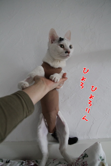 ひょろ