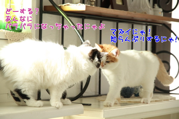 どーする