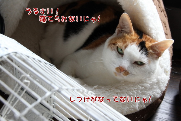 しつけ