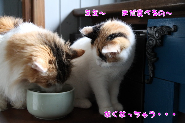 なくなっちゃう