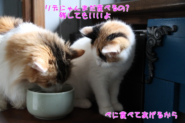 リデにゃん