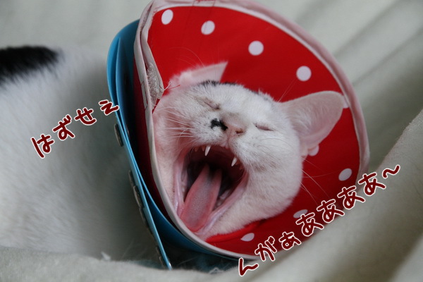 はずせ
