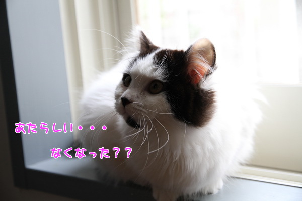 あたらしい