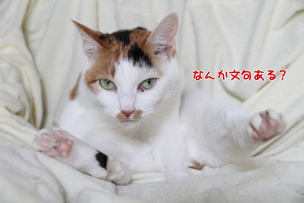 なんかもんく