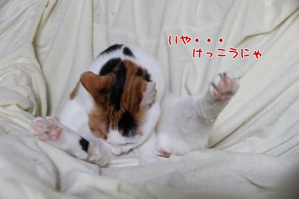 けっこうにゃ