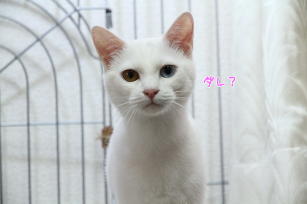 ダレ