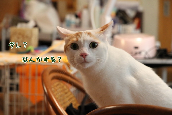 ダレ?