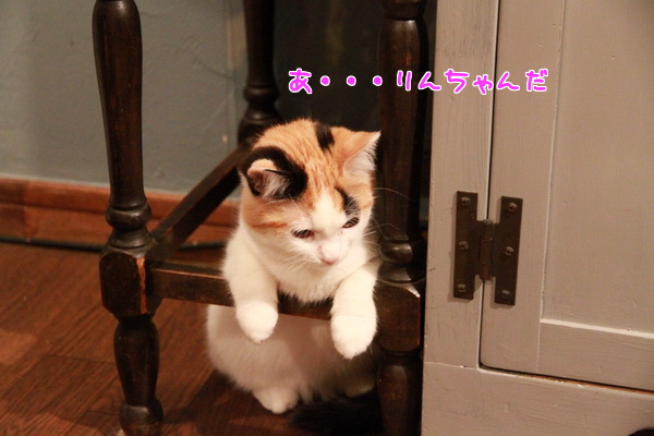 りんちゃん