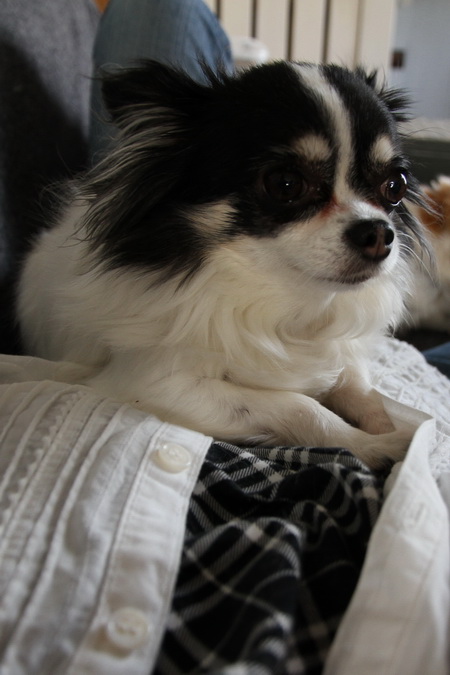 IMG_4682_20130417113639.jpg