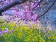 izu 2