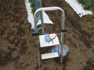 スナップエンドウ