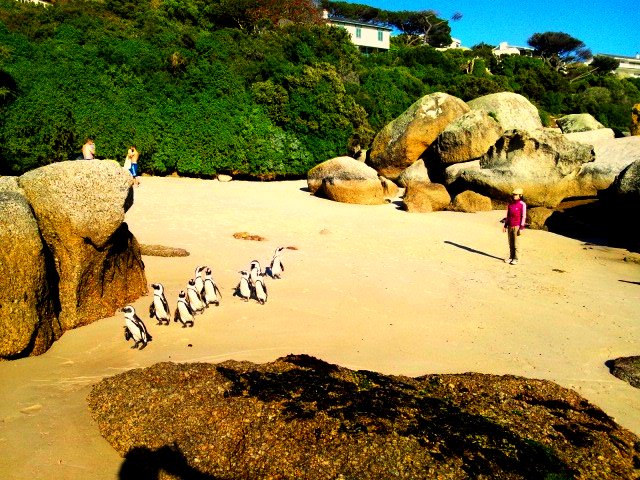BouldersBeach_004.jpg