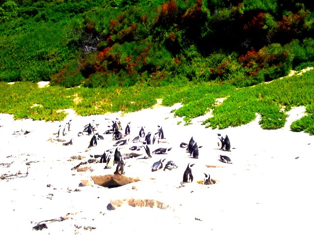 BouldersBeach_007.jpg