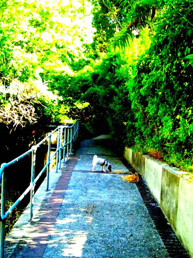 CapeTown_Dog01.jpg