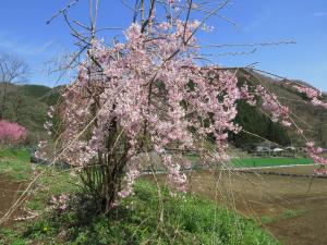 滝桜