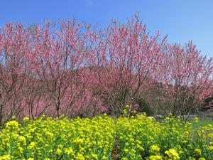 花桃満開
