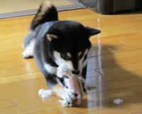 IMG_0006_20130510103952.jpg