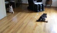 IMG_0009_20130510103954.jpg