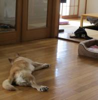 IMG_0013_20130510103955.jpg