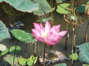 DSCF1365.jpg