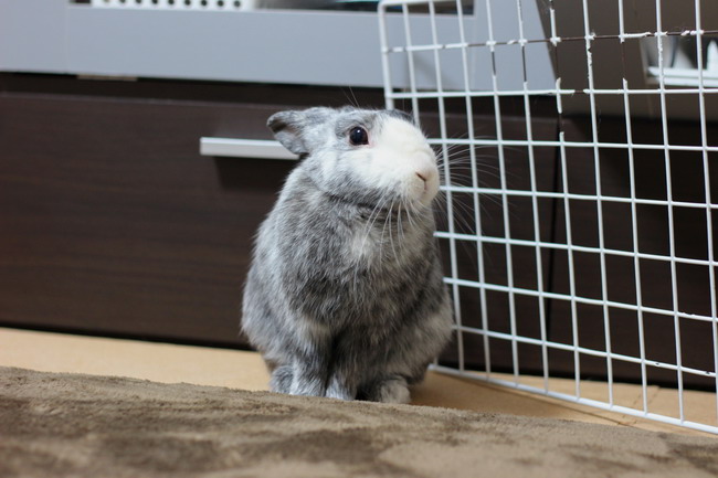 ふん