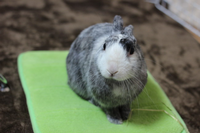 ちょこん