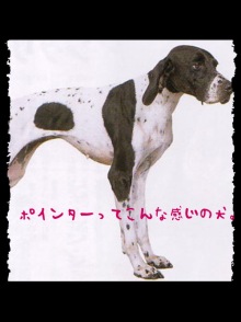 癒し系ポメラニアン『モコ』
