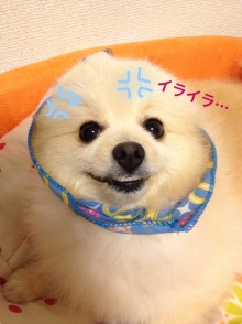 癒し系ポメラニアン『モコ』