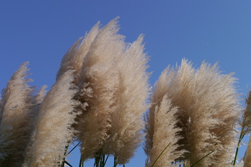 P1000407.jpg